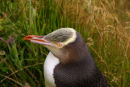 Yellow Eyed Penguin